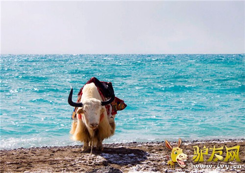 ��ľ�� (1).jpg